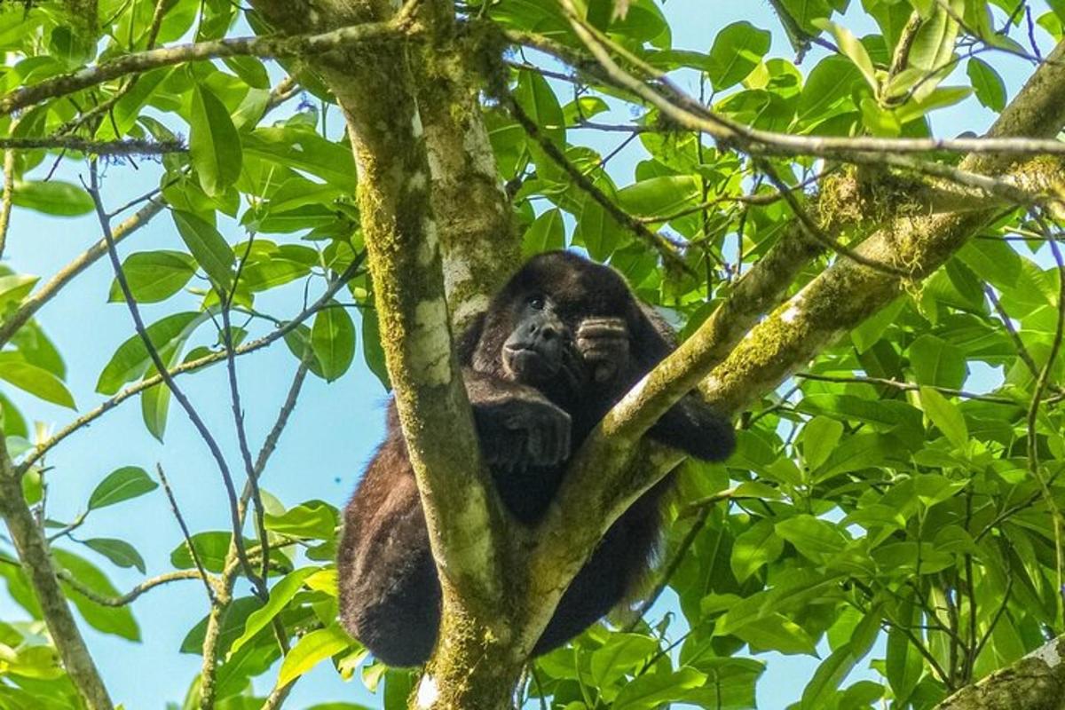 a monkey is sitting in a tree