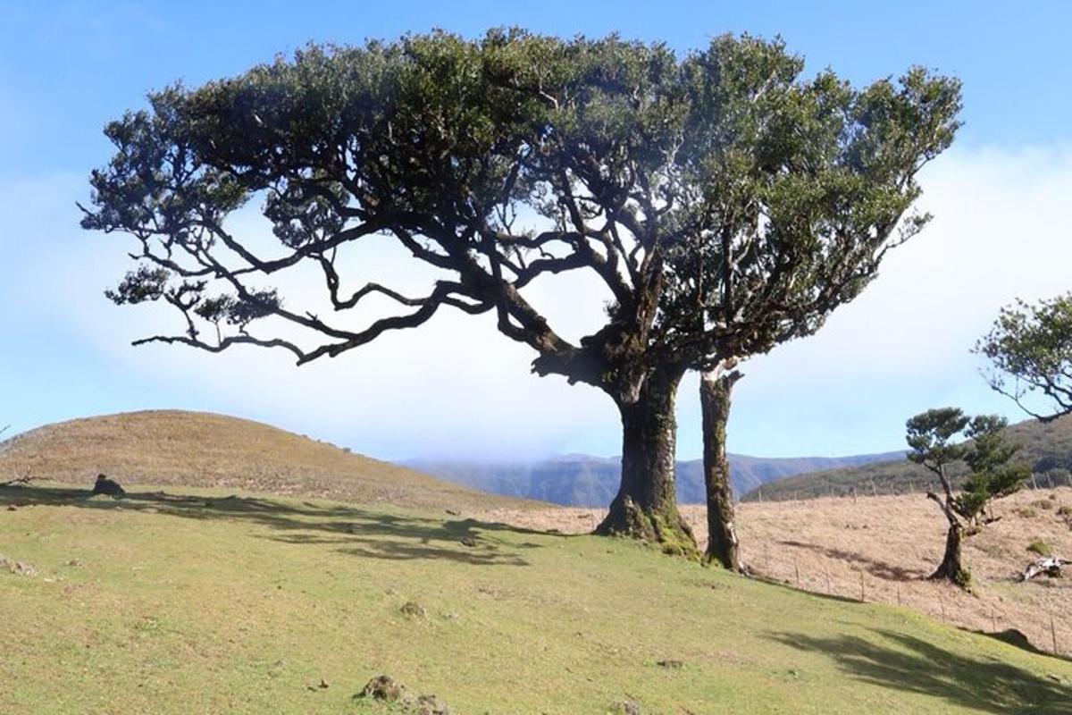 a tree on the top of a grassy hill