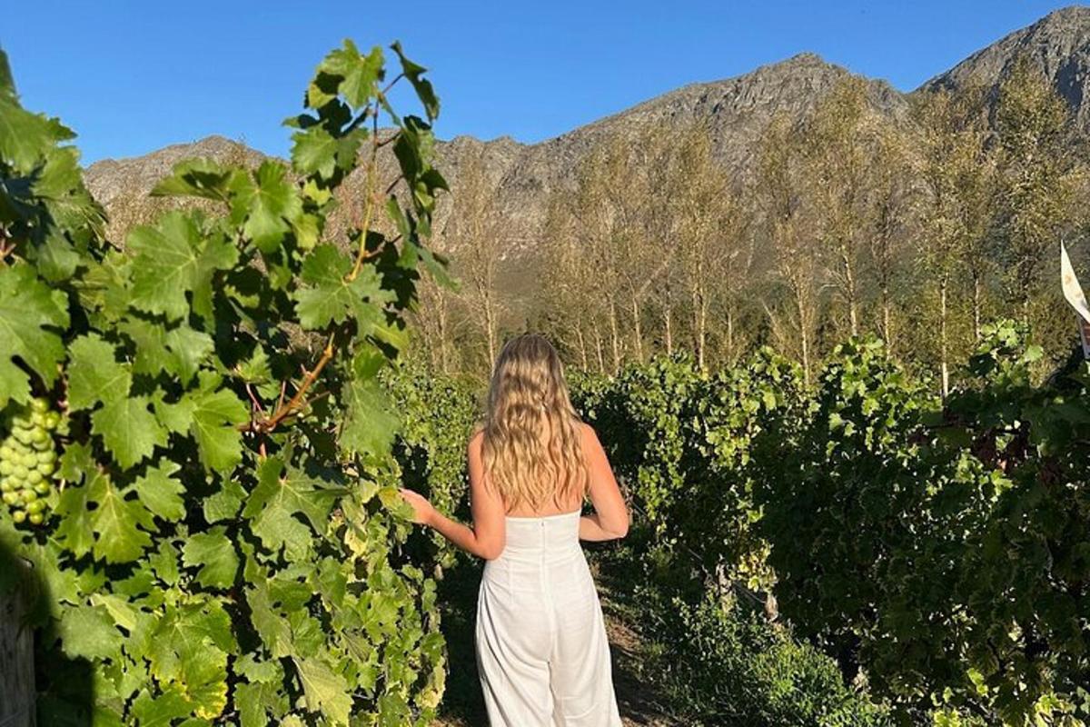 una donna in abito bianco che cammina attraverso un vigneto