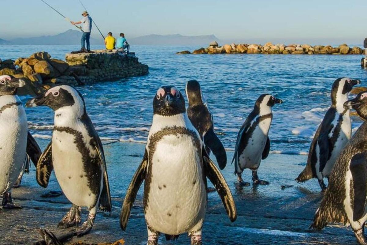 un gruppo di pinguini in piedi sulla spiaggia