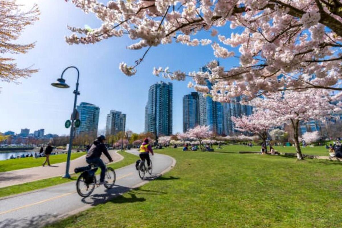 桜の木がある公園で自転車に乗る二人