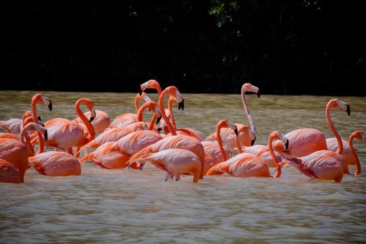 een groep roze flamingo's die in het water staan