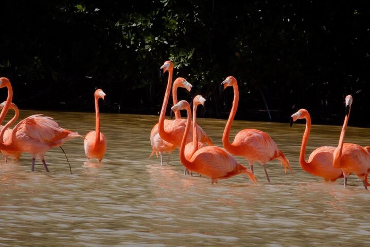 sekumpulan flamingo berjalan di dalam air