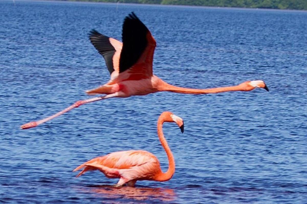 dua flamingo sedang terbang di atas badan air