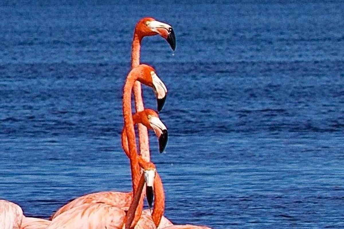 Dos flamencos de pie frente al agua