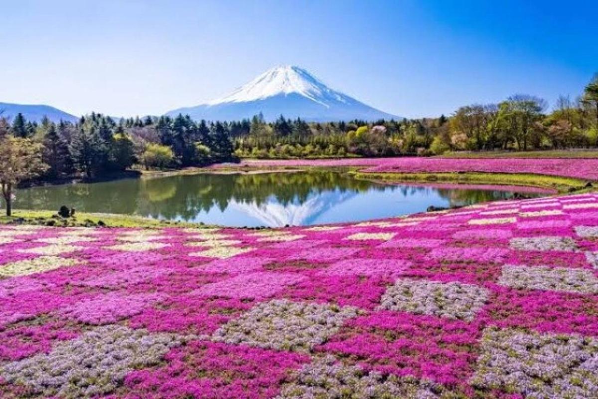 Un campo de flores con una montaña al fondo