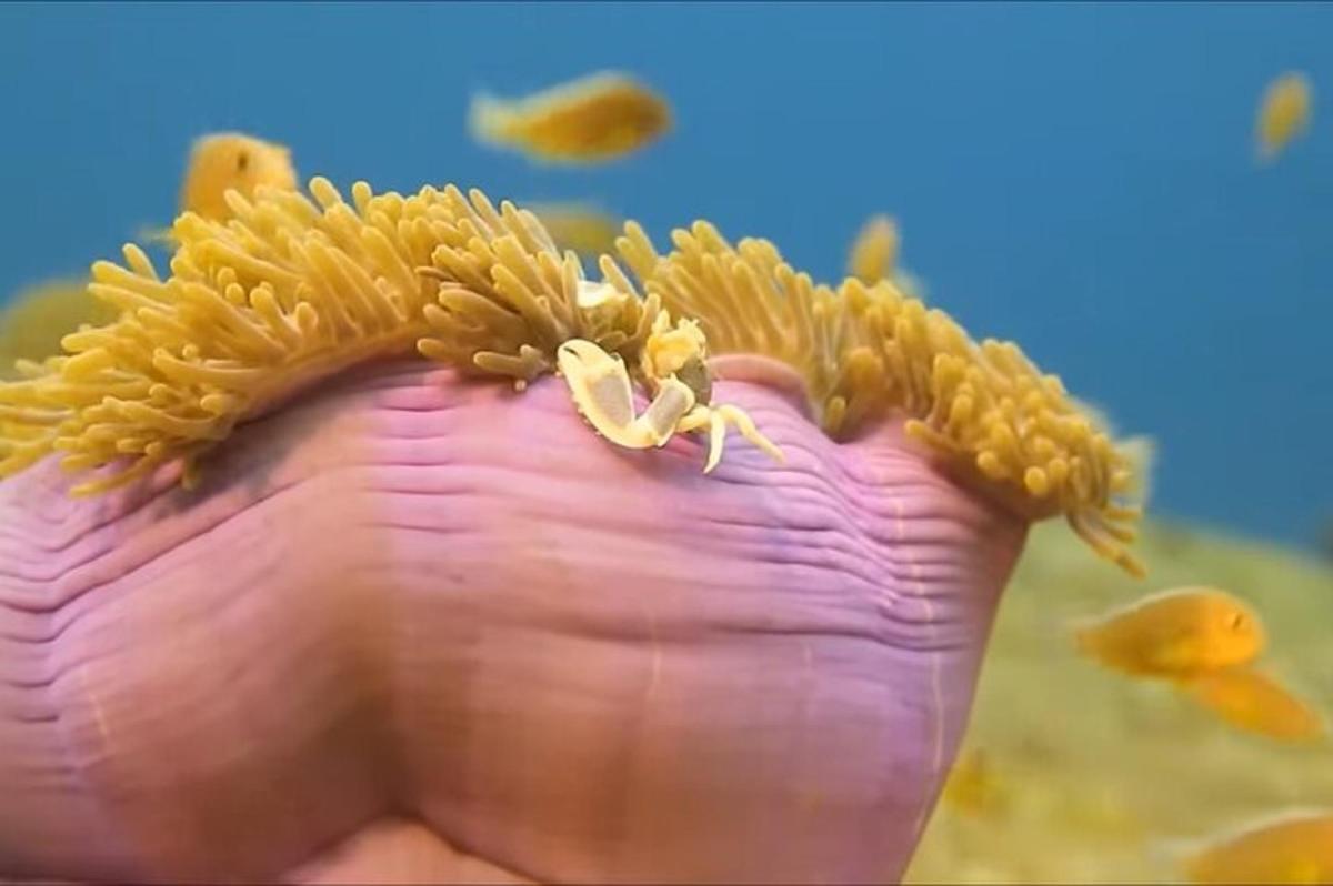 un primer pla d'una petxina rosa amb anemones
