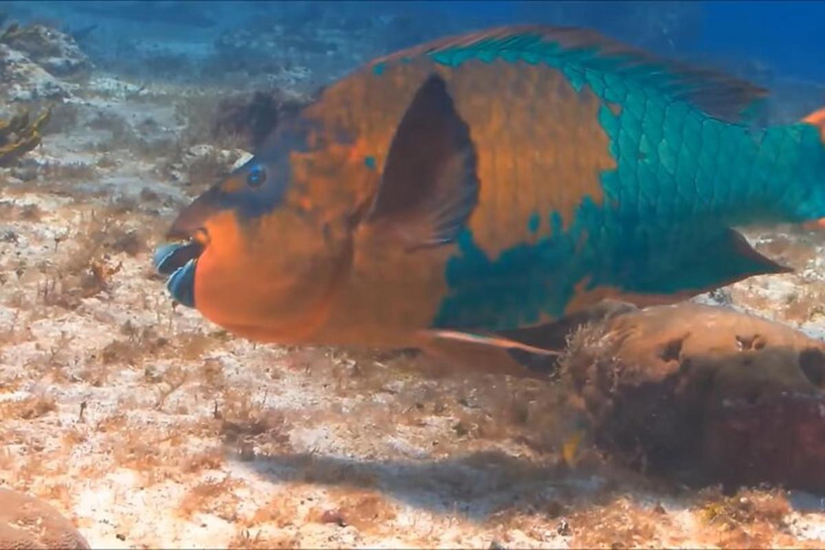 een kleurrijke vis zwemt in de oceaan