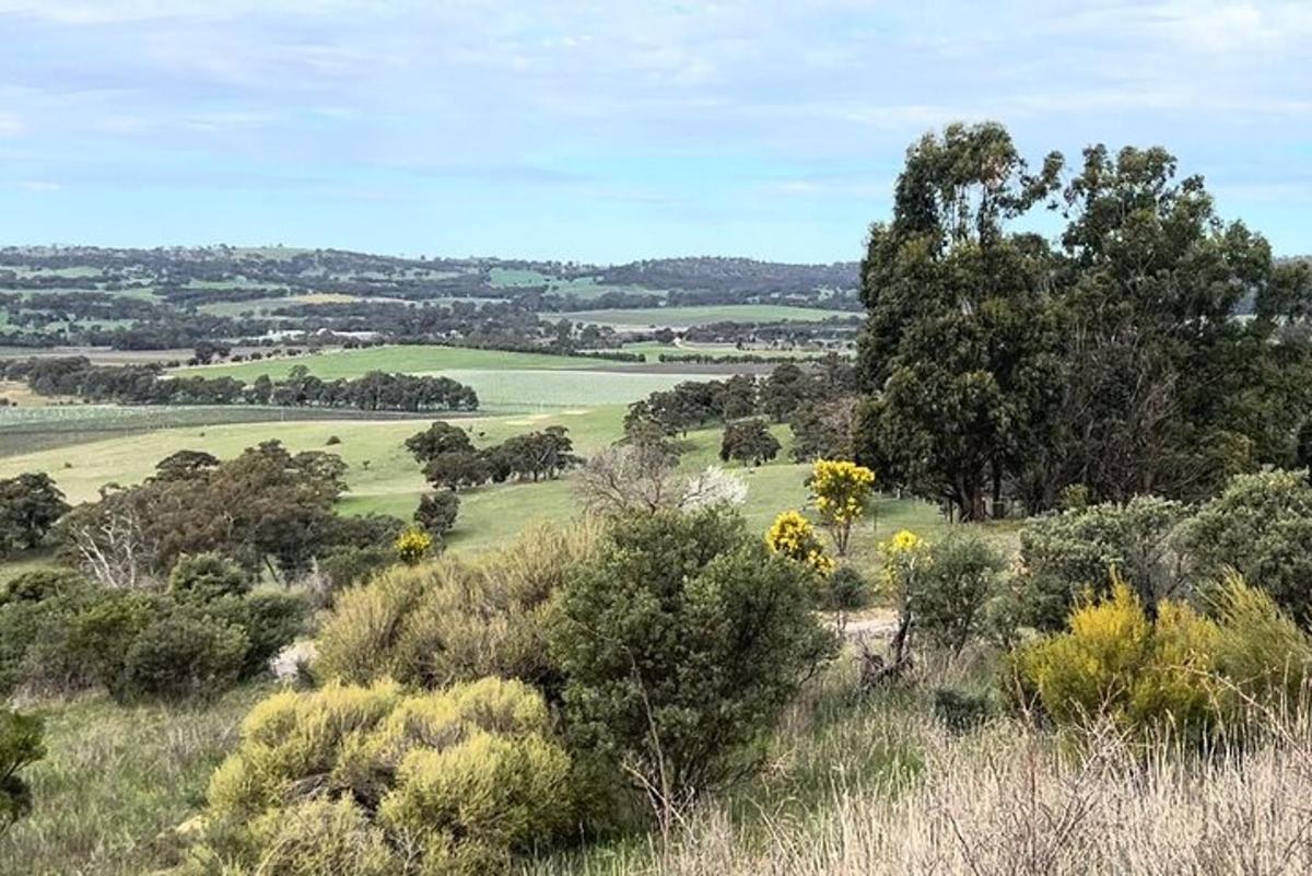 una vista di un campo con alberi e cespugli