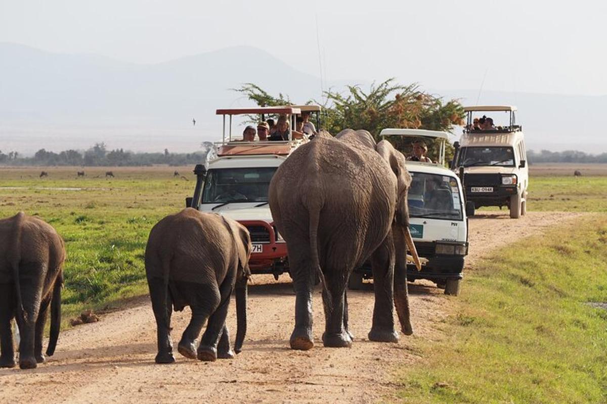 a herd of elephants walking down a dirt road