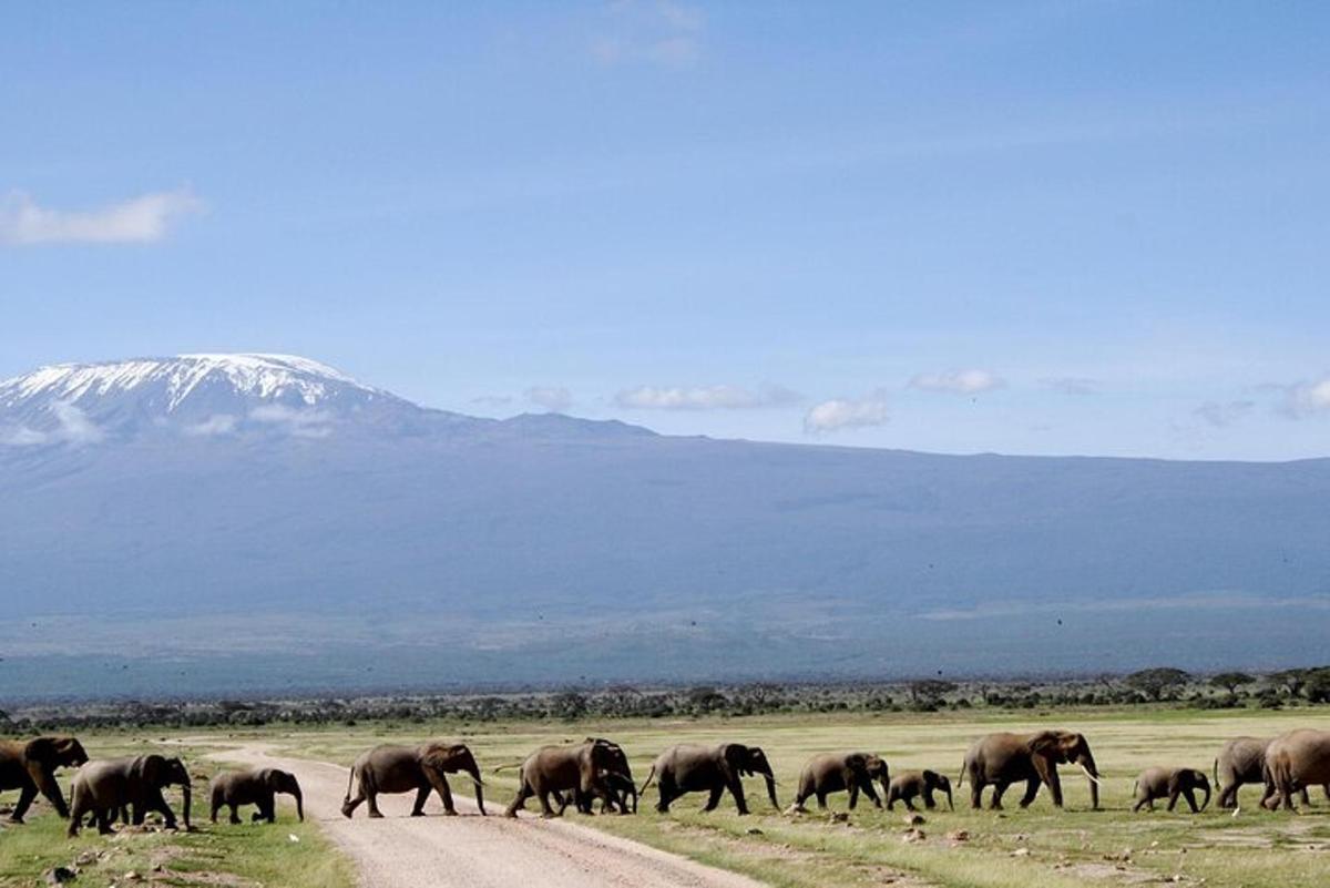 a herd of elephants walking across a dirt road