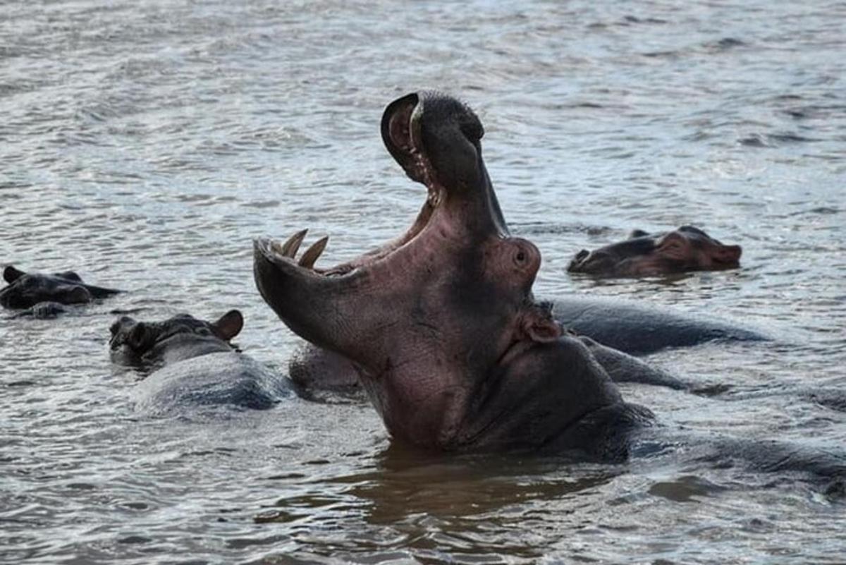 un elefante nell'acqua con la bocca aperta
