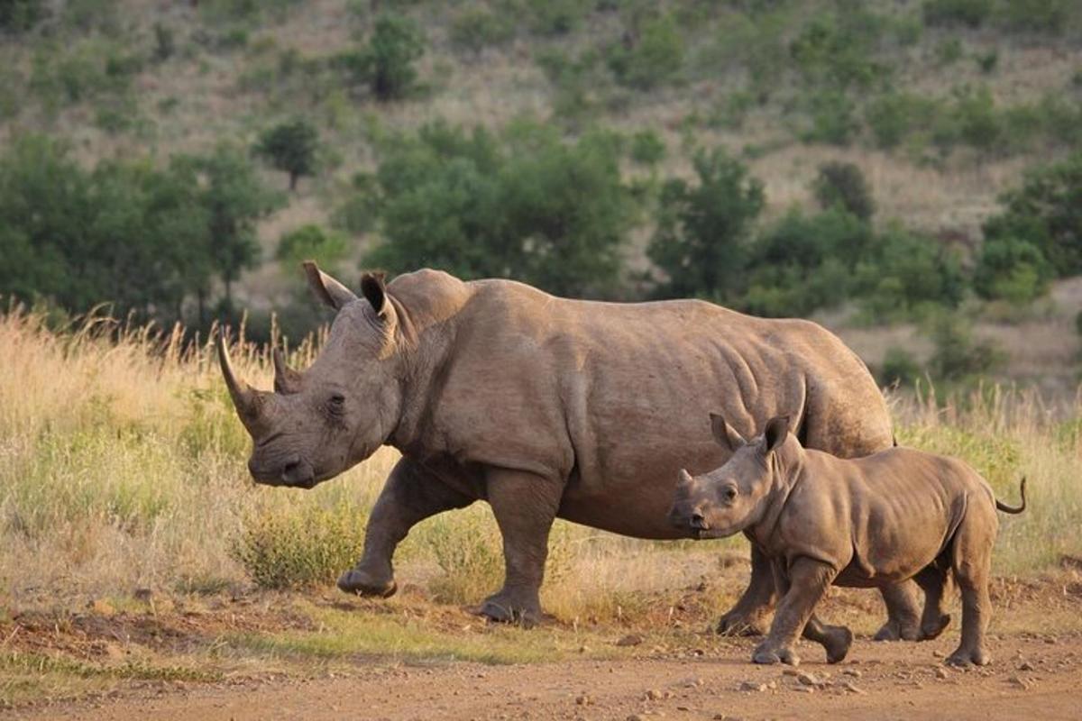 Un rinoceronte y un bebé rinoceronte caminando por un camino de tierra