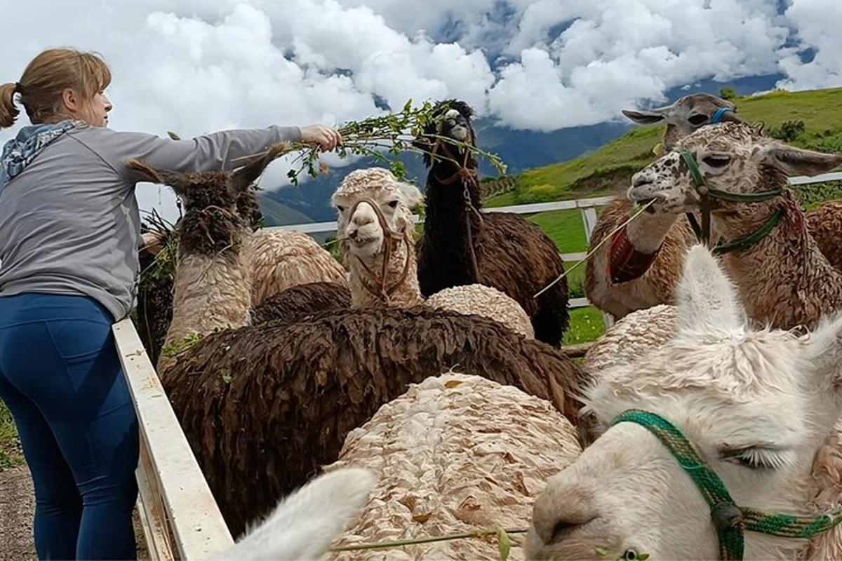 une femme debout à côté d'un groupe d'animaux