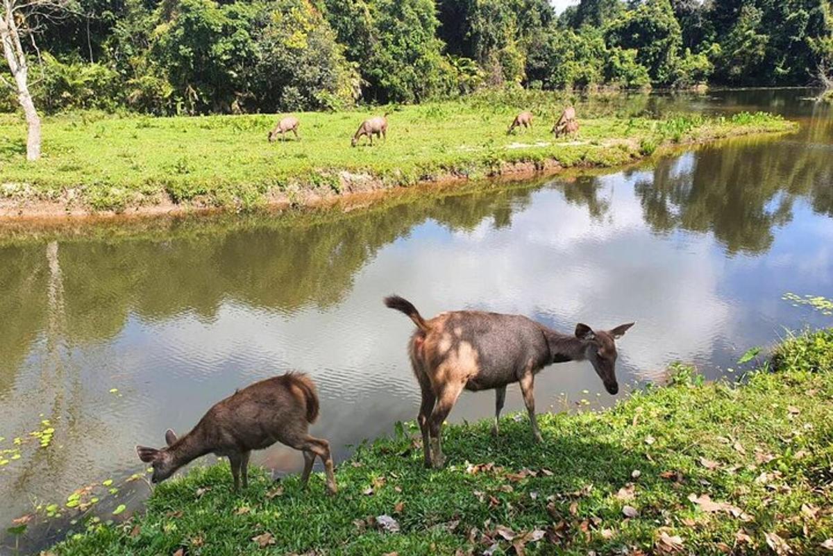 due animali in piedi nell'erba vicino a un fiume