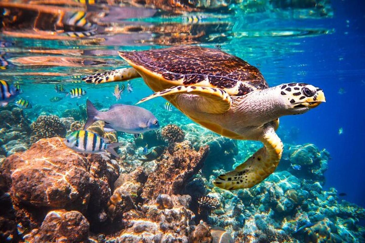 eine grüne Meeresschildkröte, die im Ozean schwimmt