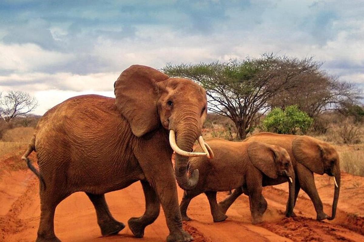 a group of elephants crossing a dirt road