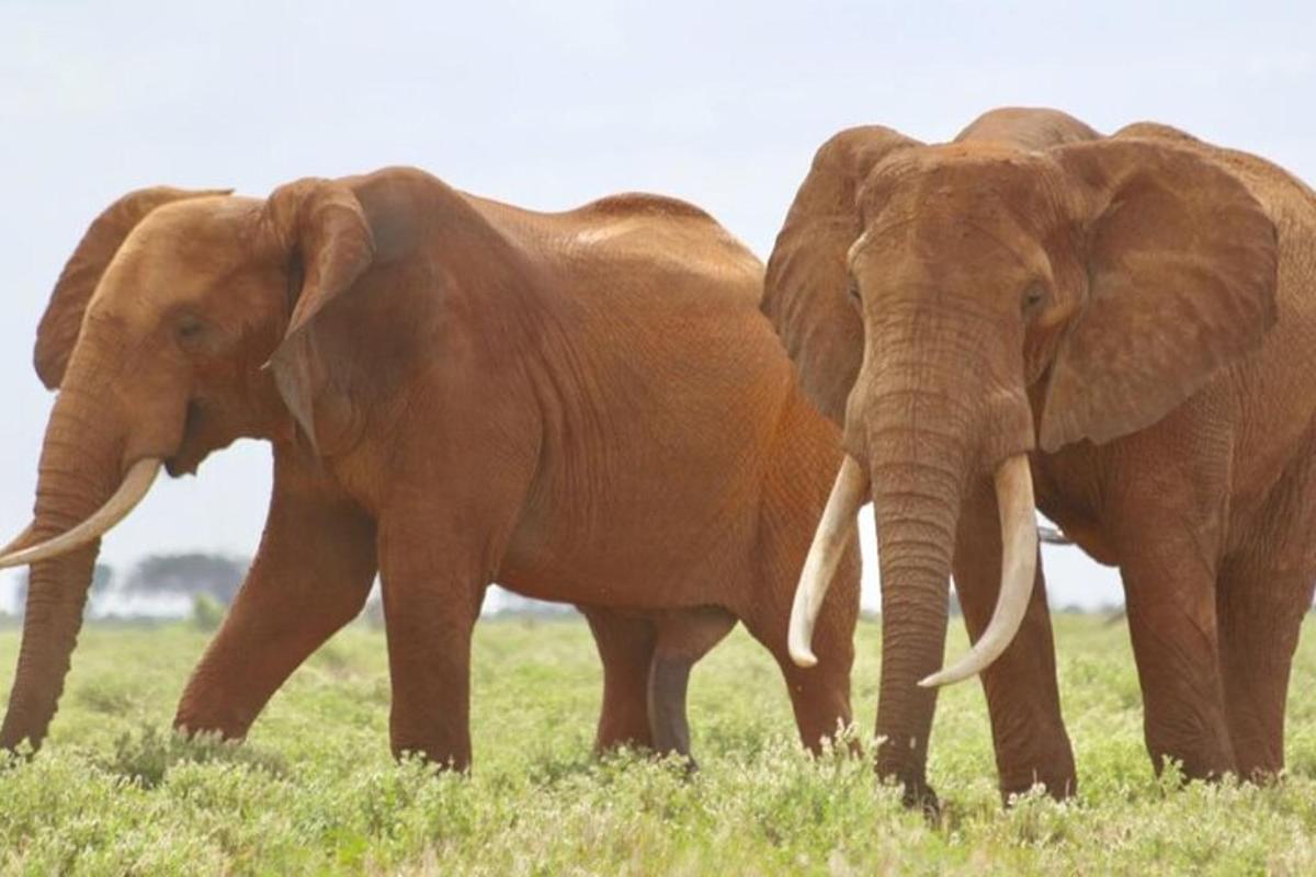 two elephants standing next to each other in a field