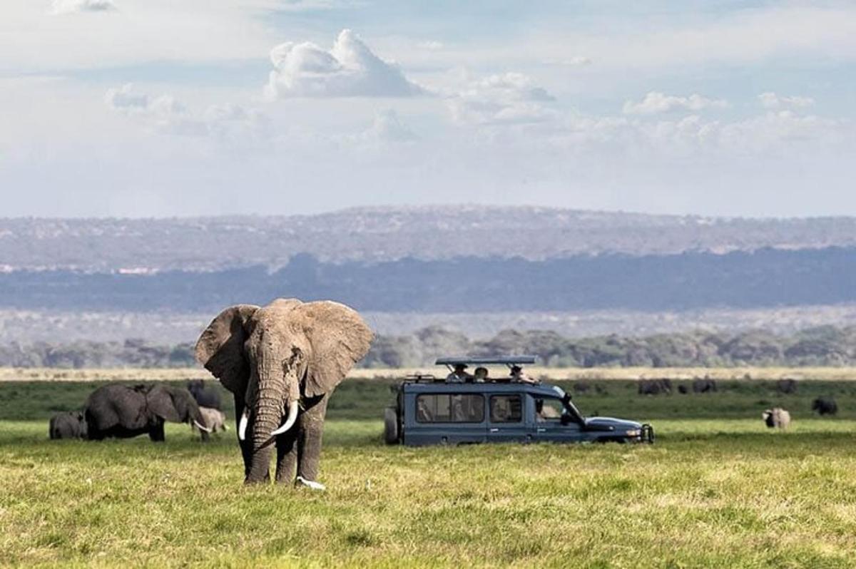 an elephant standing in a field next to a van