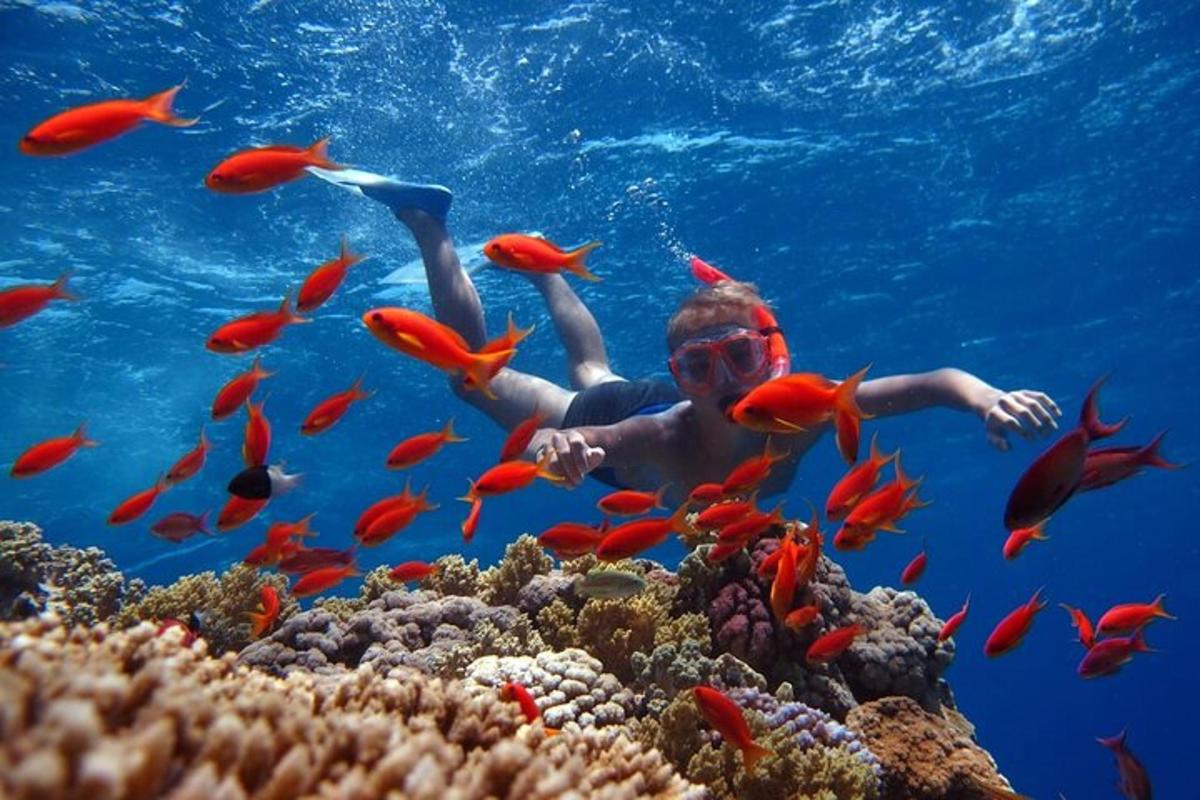 uma pessoa nadando sobre um recife de coral com peixes