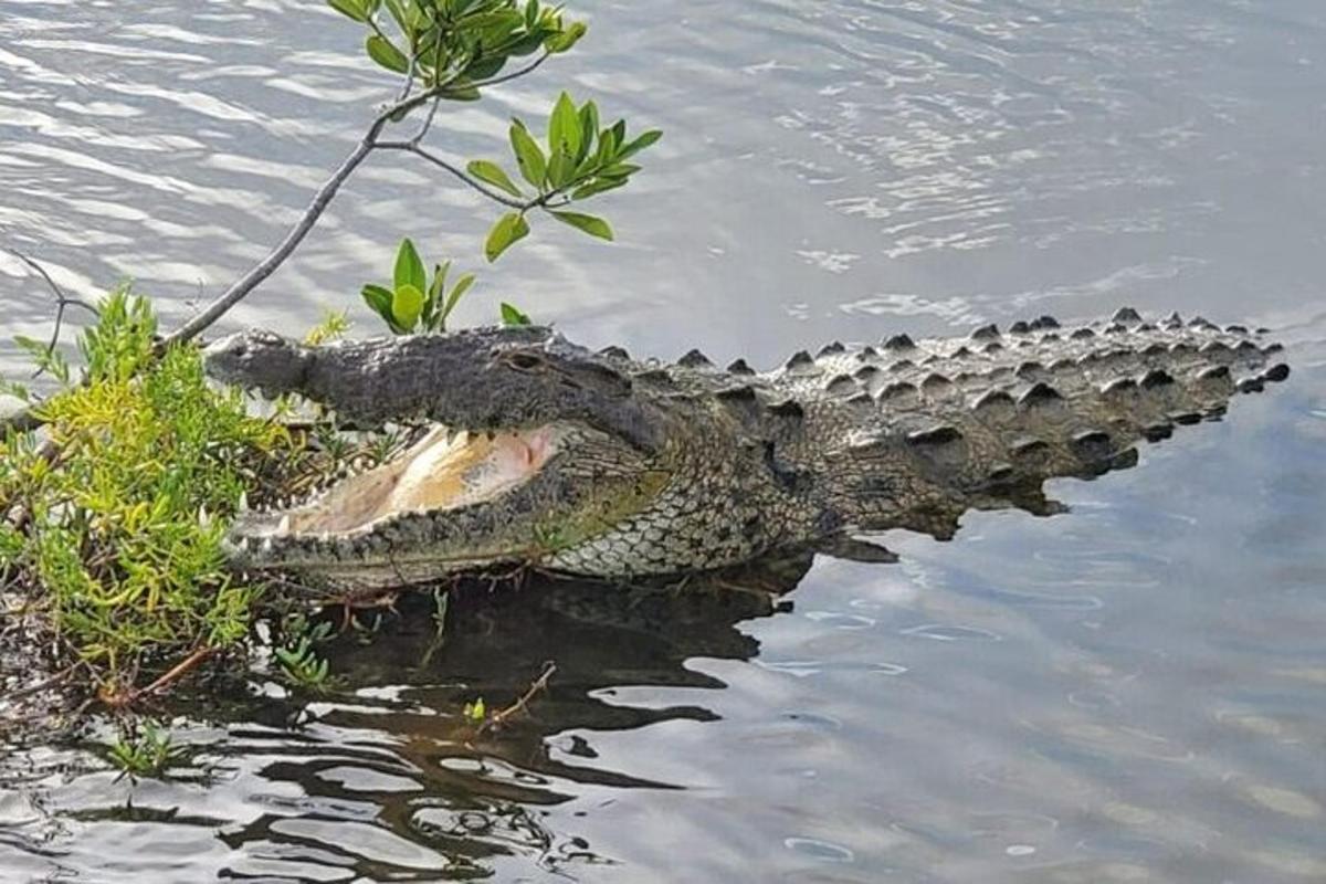 un coccodrillo è sdraiato nell'acqua