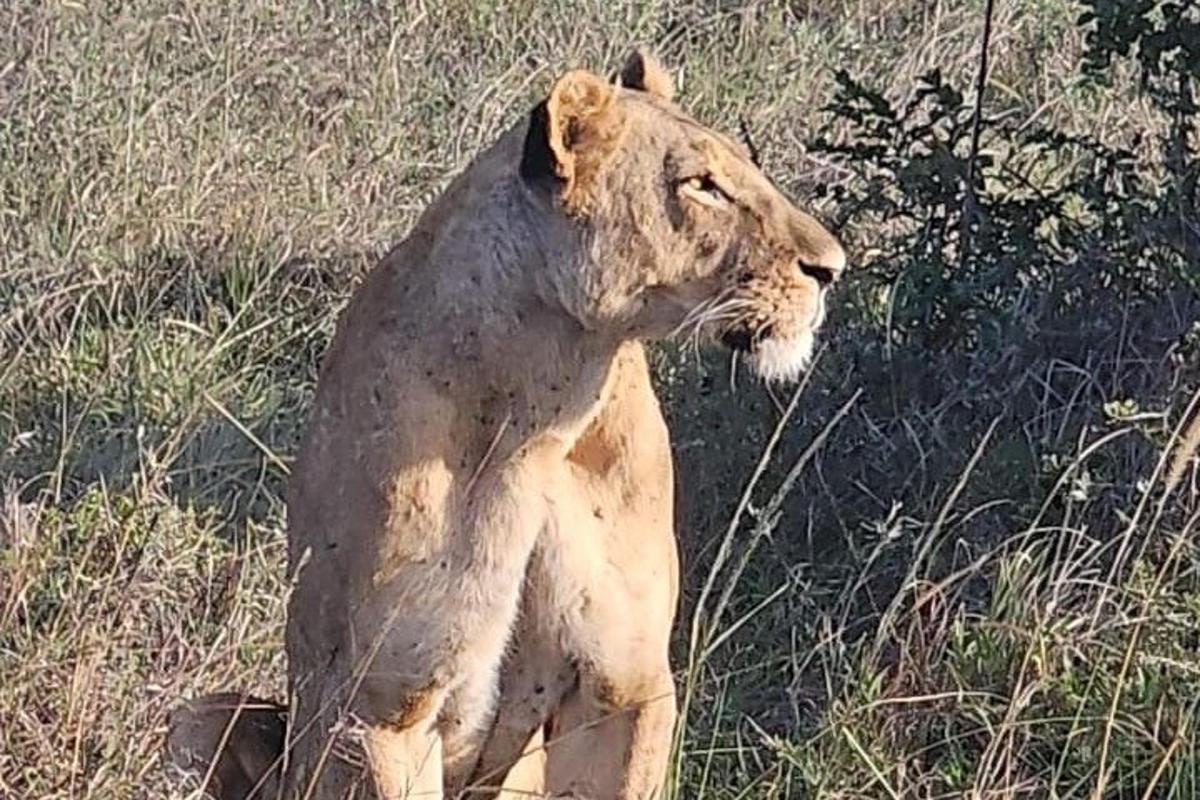 a lion standing in a field of tall grass