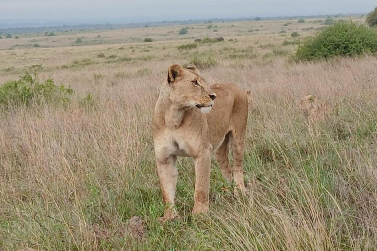 a lion standing in a field of tall grass