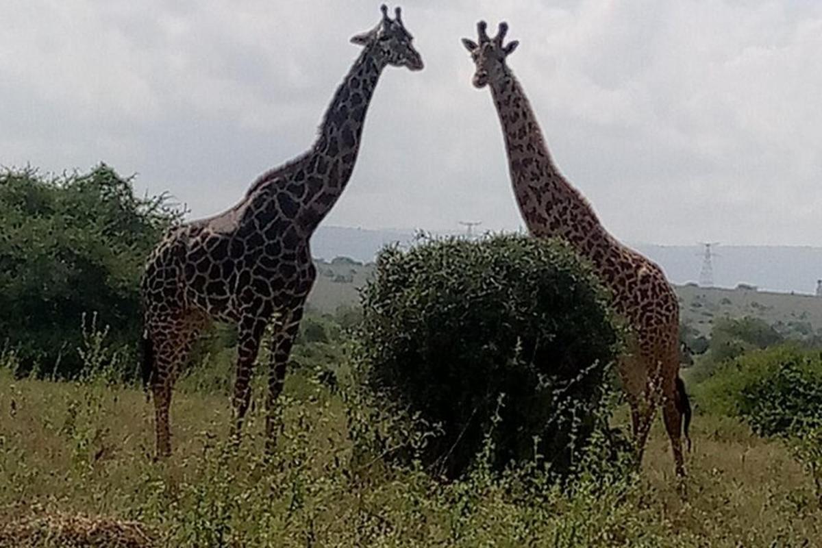 two giraffes standing in a field of tall grass