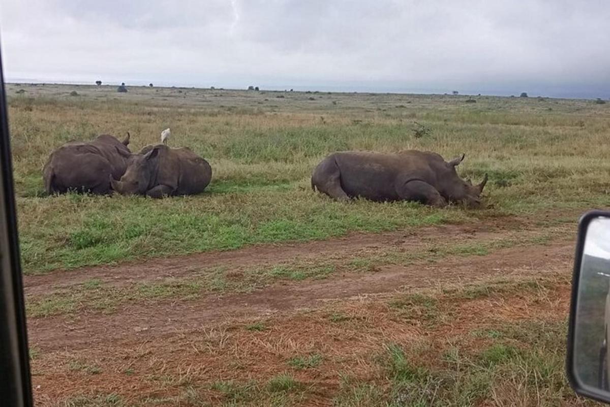 tiga ekor badak bertelur di rumput di padang
