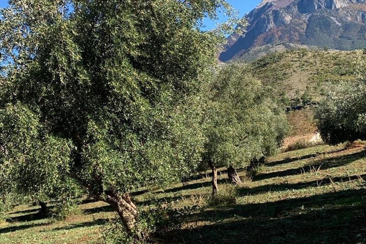 a row of trees with a mountain in the background