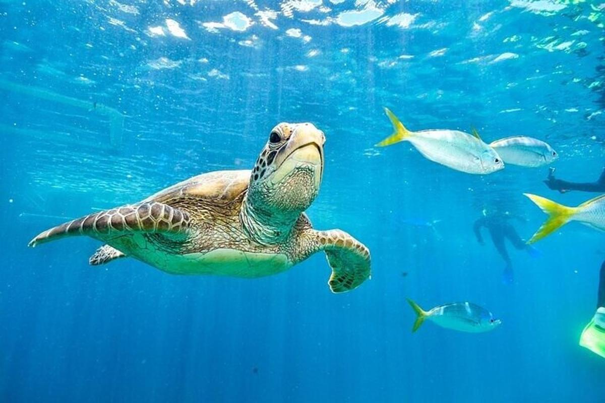 una tortuga verda nedant a l'aigua amb peixos