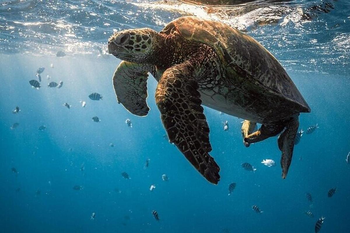 isang green sea turtle na lumalangoy sa tubig