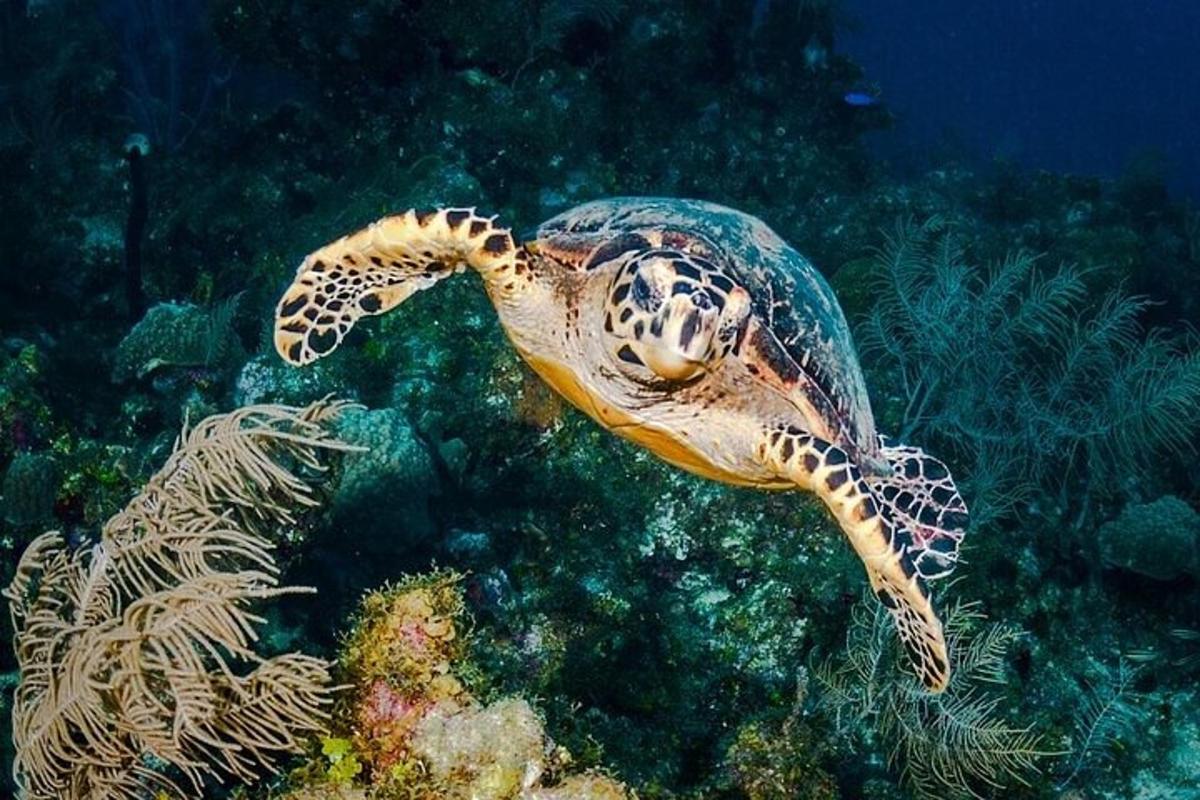 zelená želva plavající v oceánu