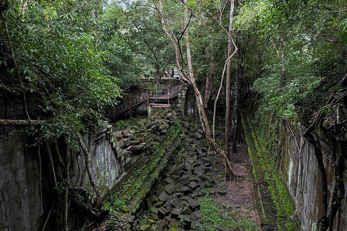 a path in a forest with trees and rocks
