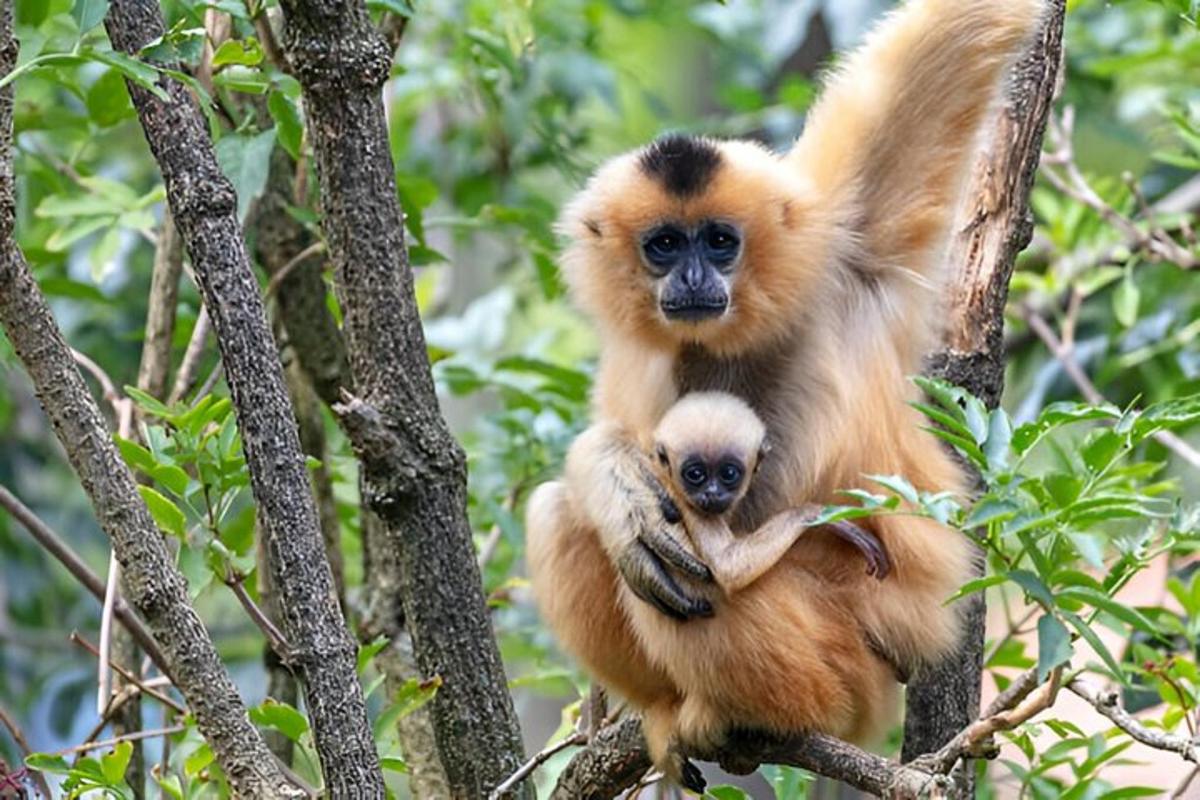 a monkey and its baby in a tree