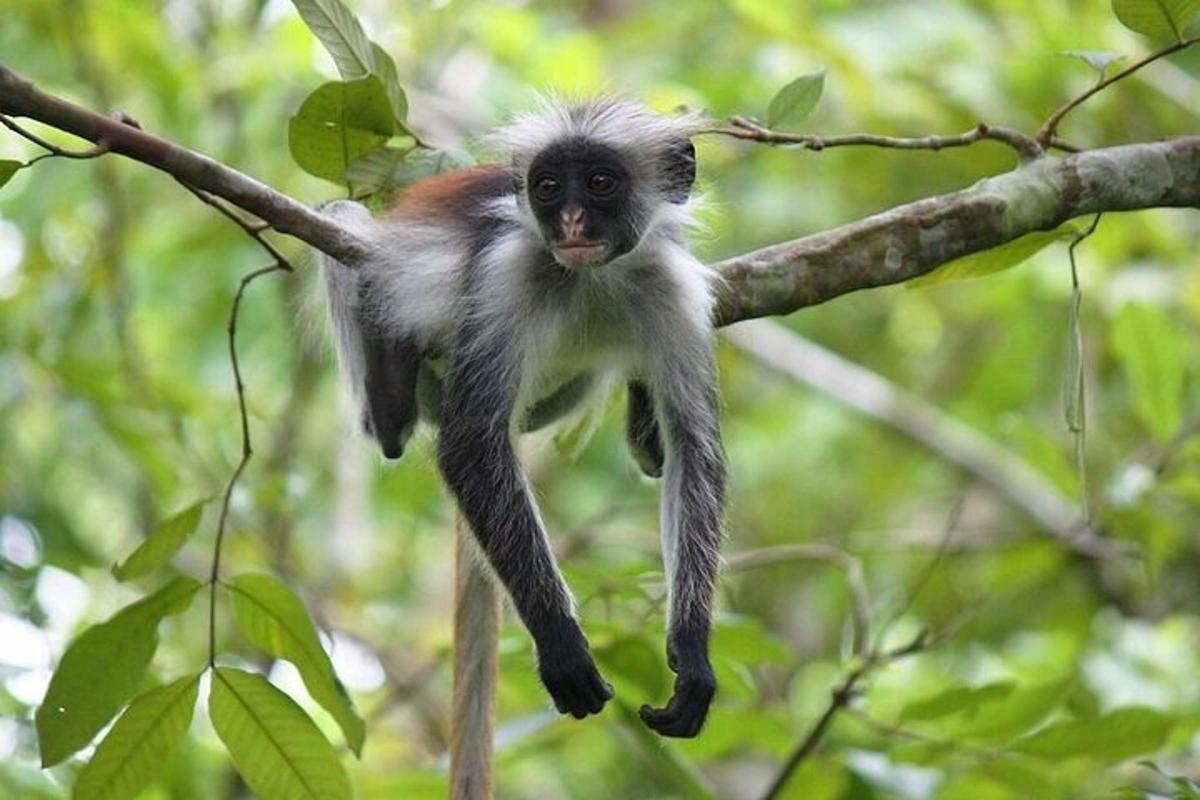 a small monkey hanging from a tree branch