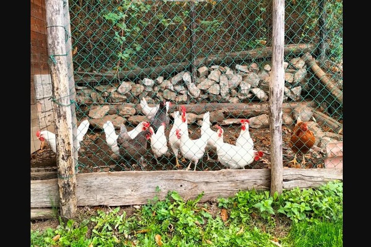 un grup de găini stând într-o cușcă