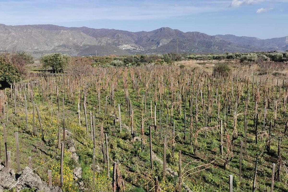 un campo di alberi con montagne sullo sfondo