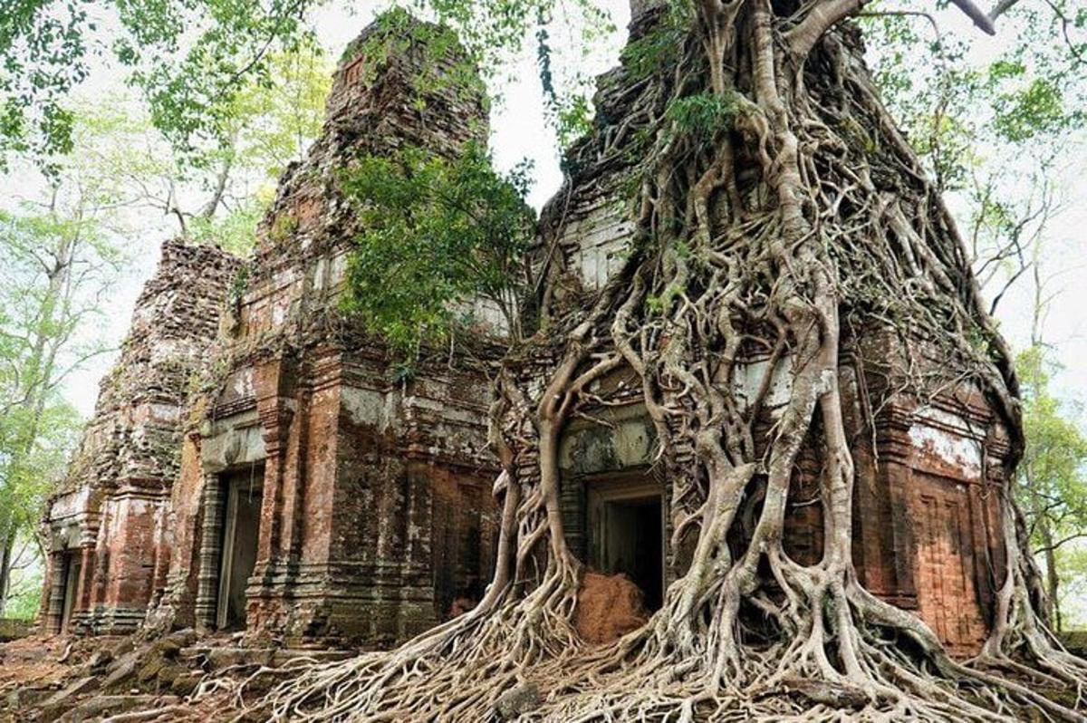 một tòa nhà cũ có rễ cây mọc trên đó