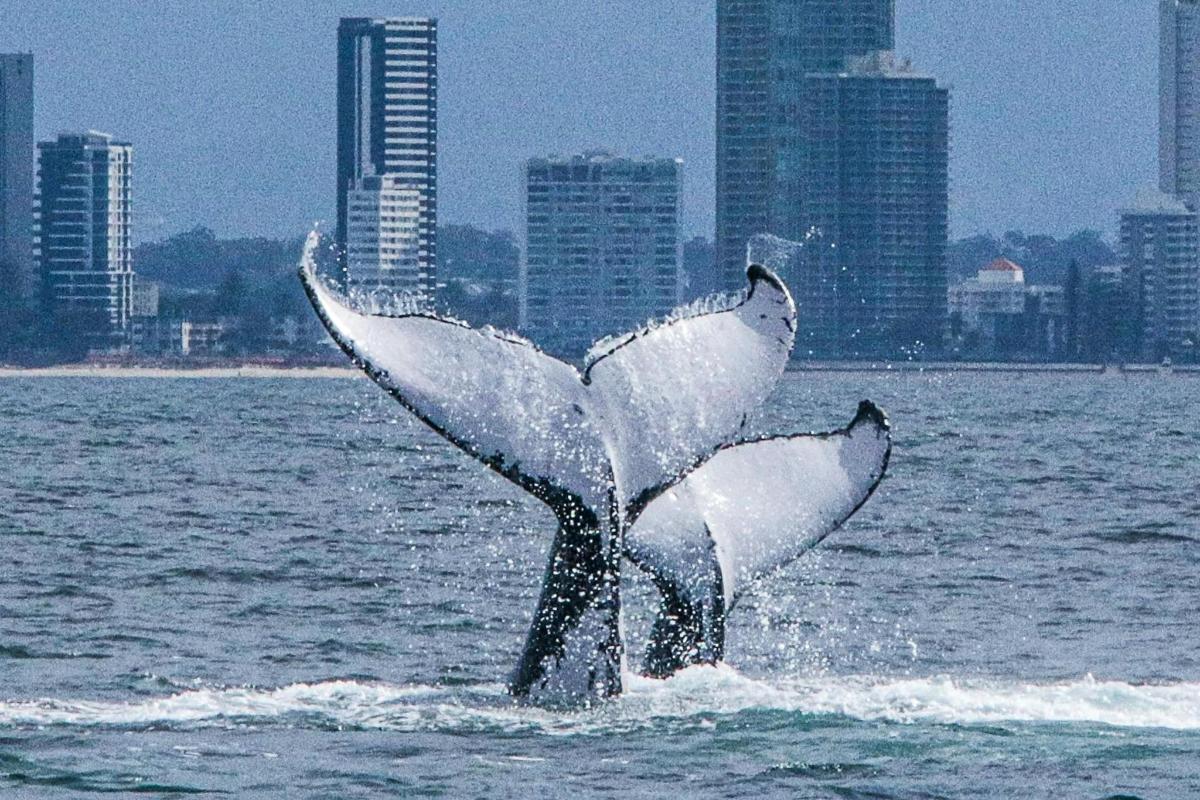 a dolphin with its wings out in the water