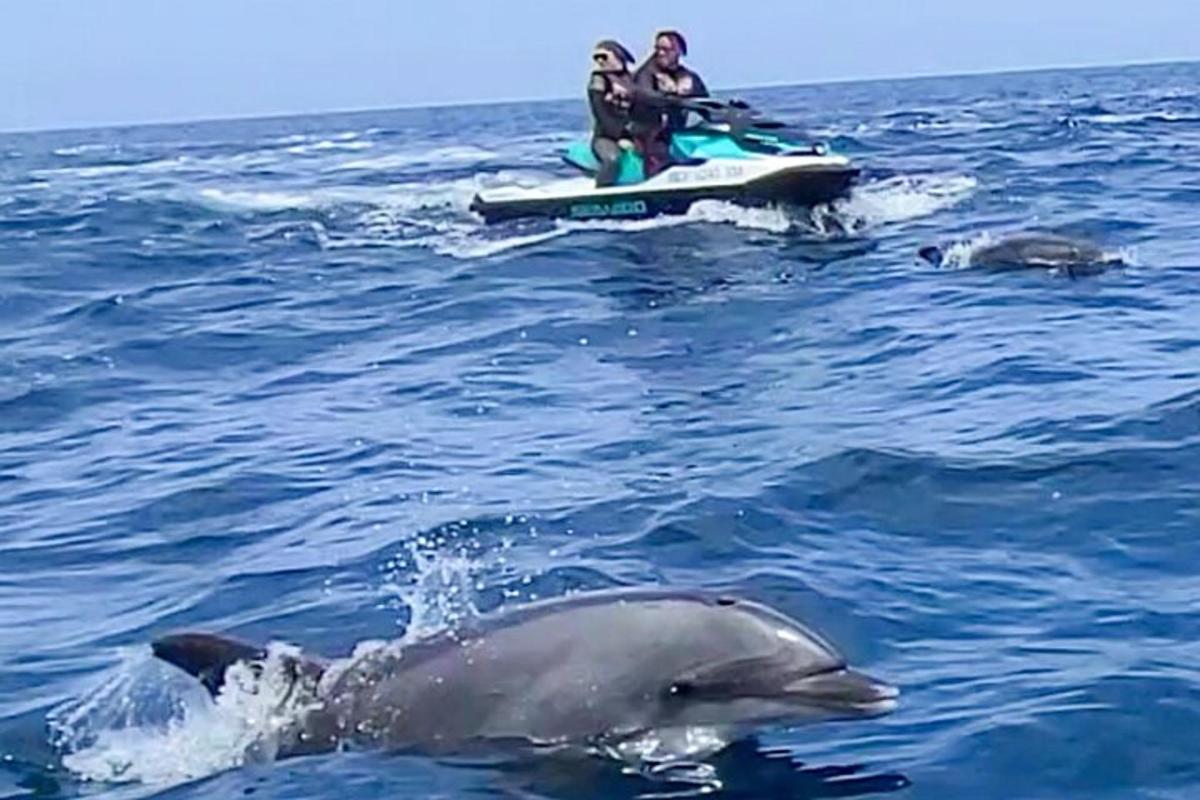 két delfin és két ember egy jetski-n a vízben