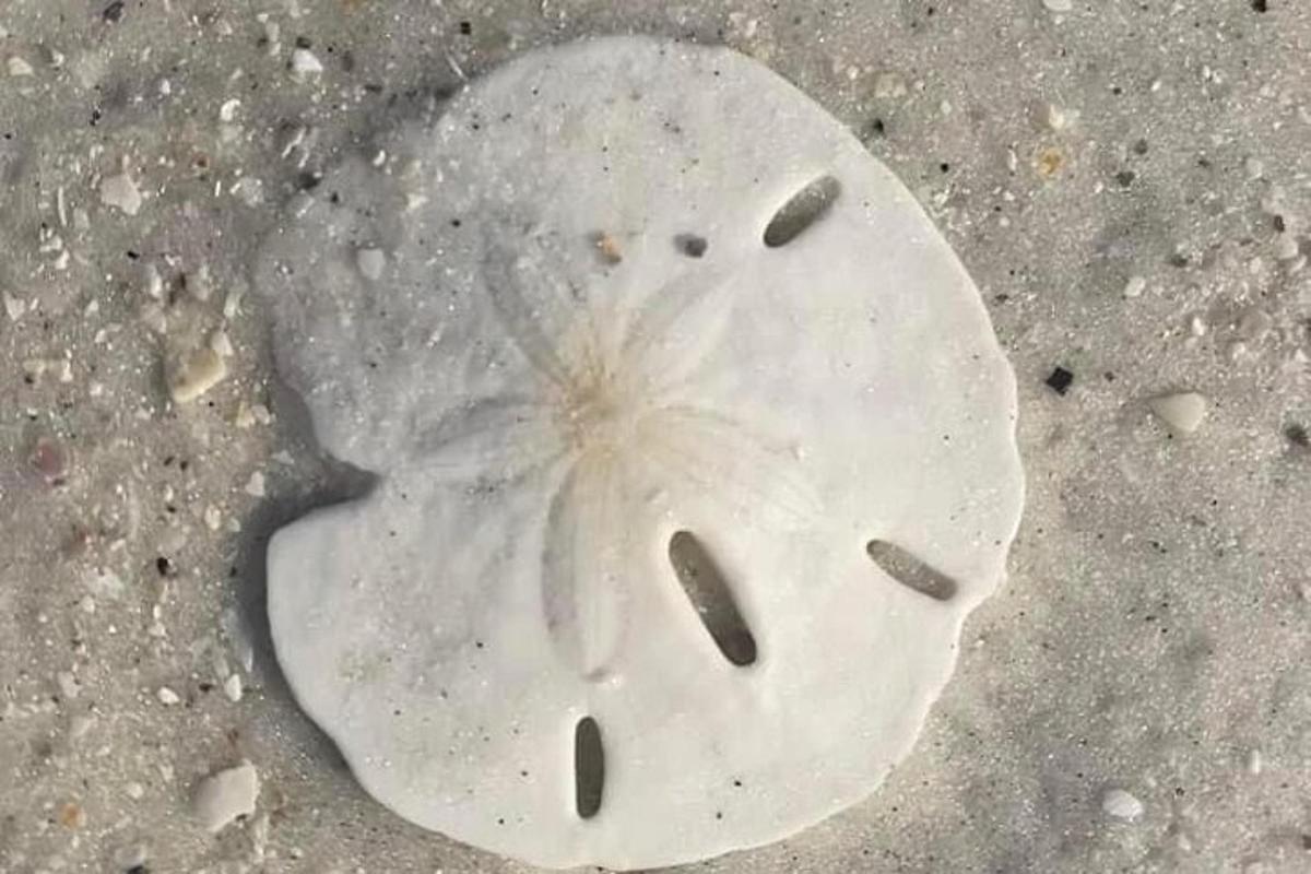 una conchiglia bianca appoggiata a terra