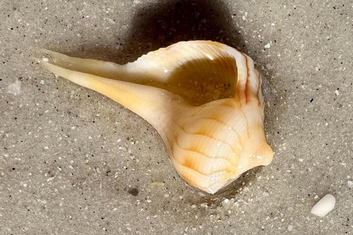 una conchiglia adagiata sulla sabbia della spiaggia