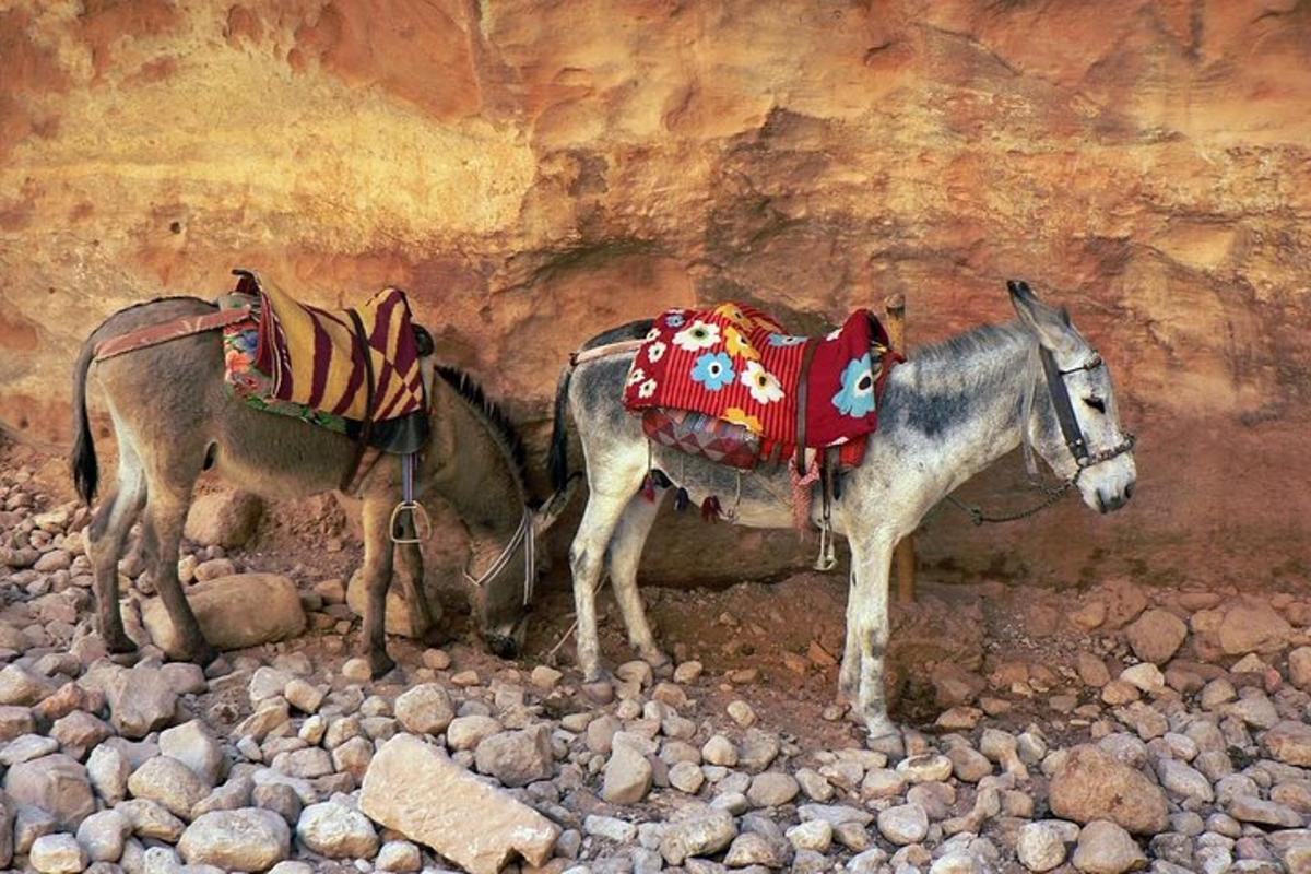 due asini in piedi su un terreno roccioso accanto a una scogliera