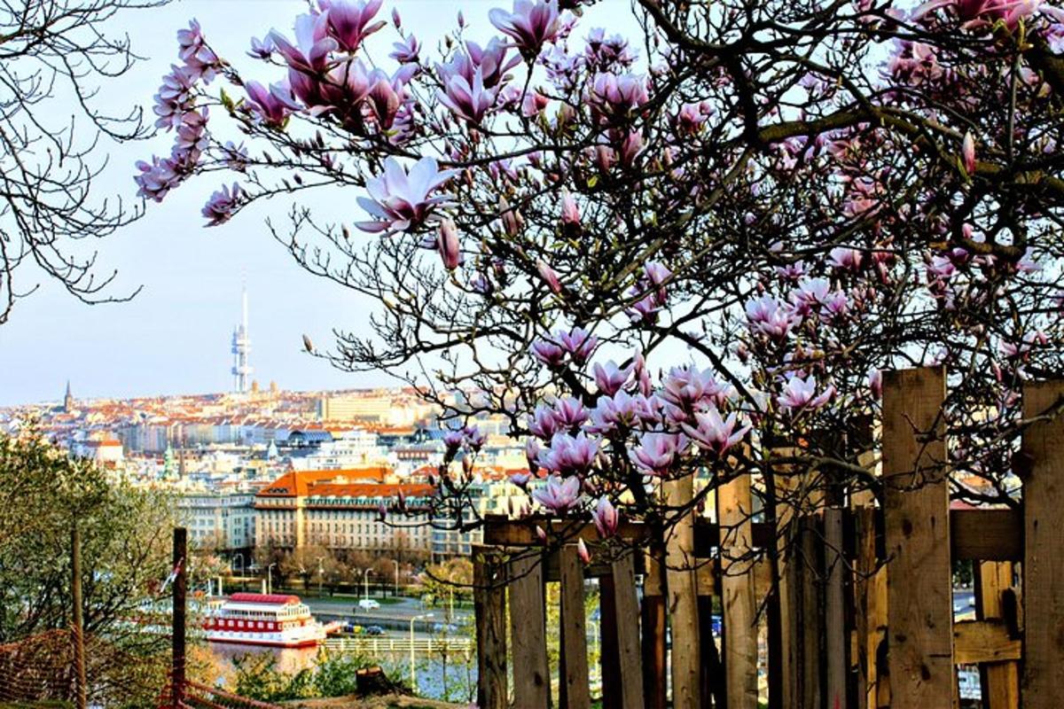una recinzione con un albero con fiori viola