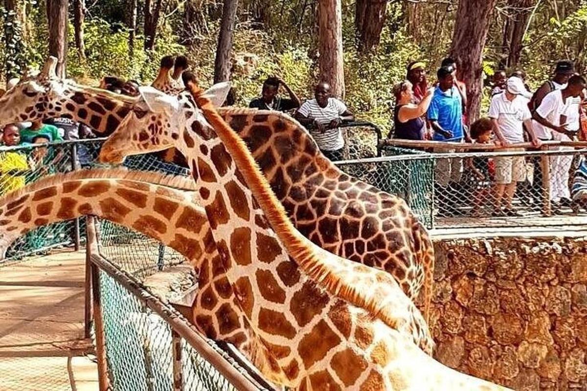 dua jerapah berdiri di samping pagar dengan orang-orang