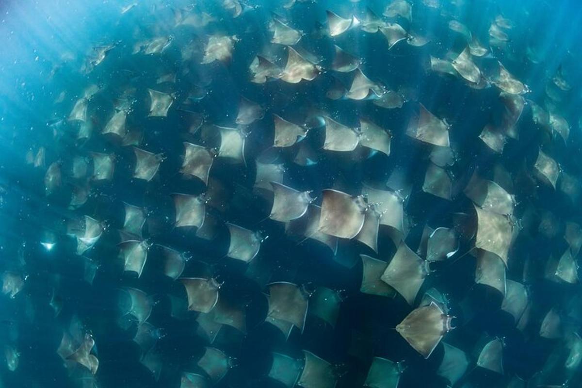 un gruppo di squali che nuotano nell'acqua
