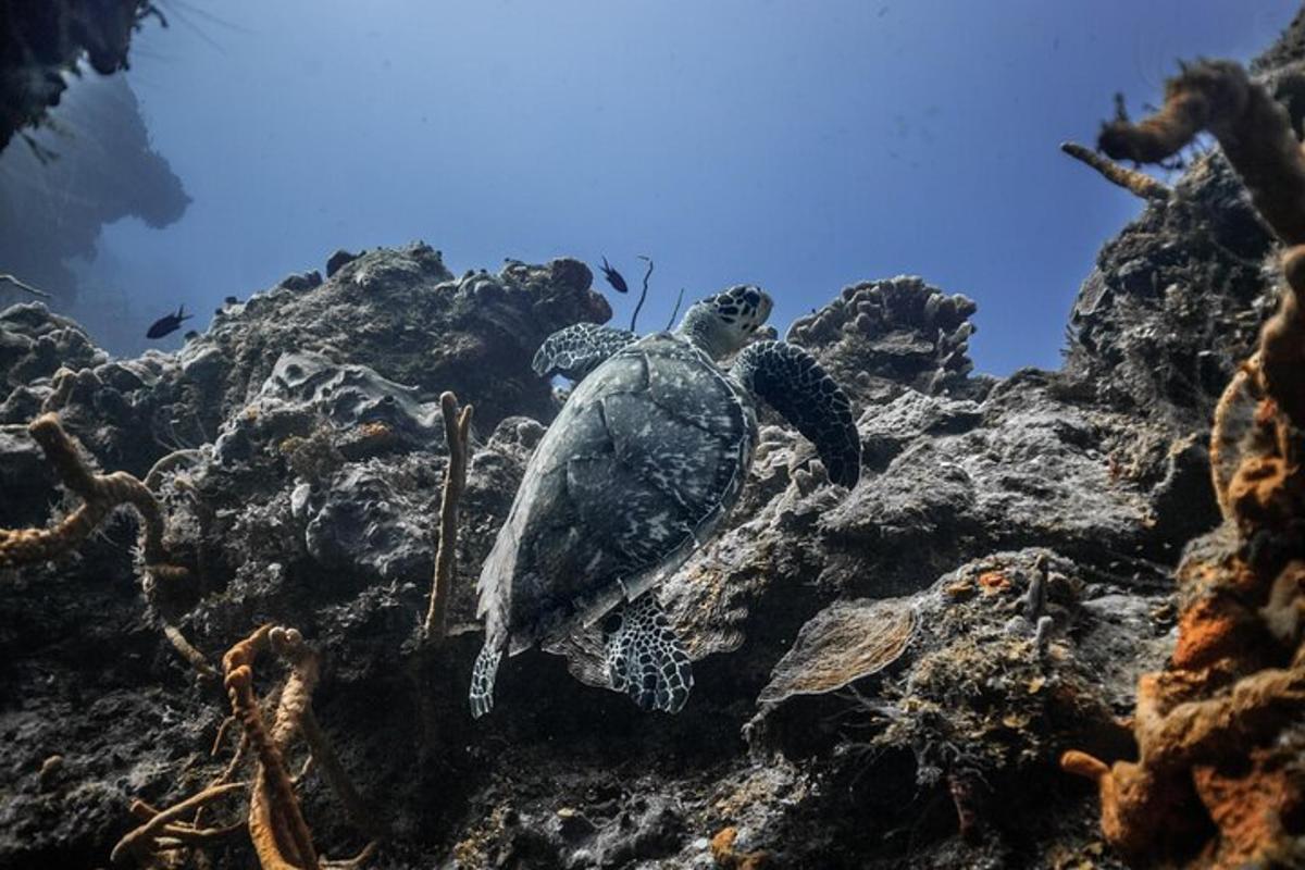 una tartaruga marina verde seduta sulle rocce