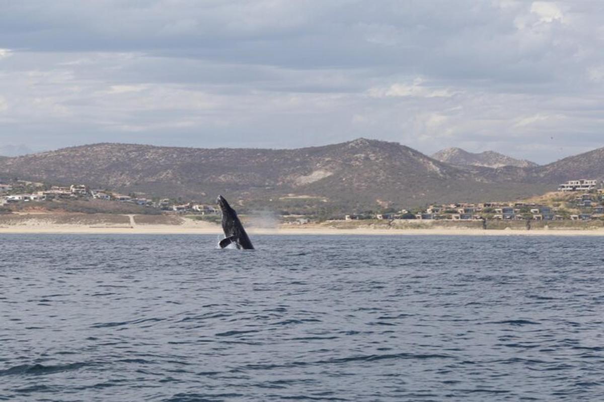un delfino che salta fuori dall'acqua vicino a una spiaggia