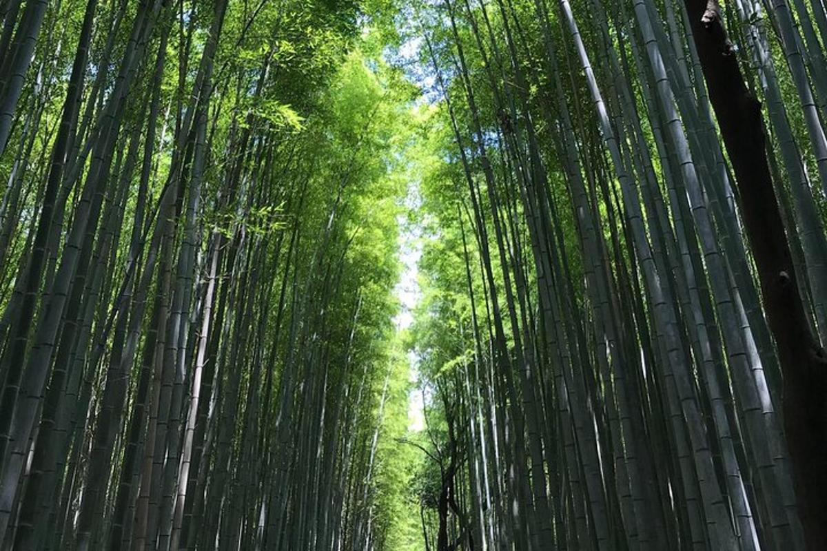 a forest of tall bamboo trees with the sky in the background